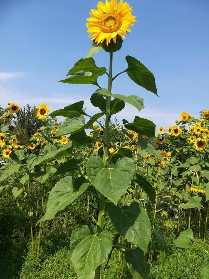 Ruralna Kuca Za Odmor Pozojova Hiza - Rural Holiday House Lapáthegy Kültér fotó