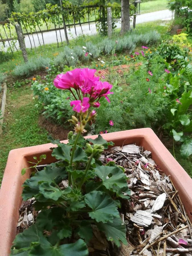 Ruralna Kuca Za Odmor Pozojova Hiza - Rural Holiday House Lapáthegy Kültér fotó