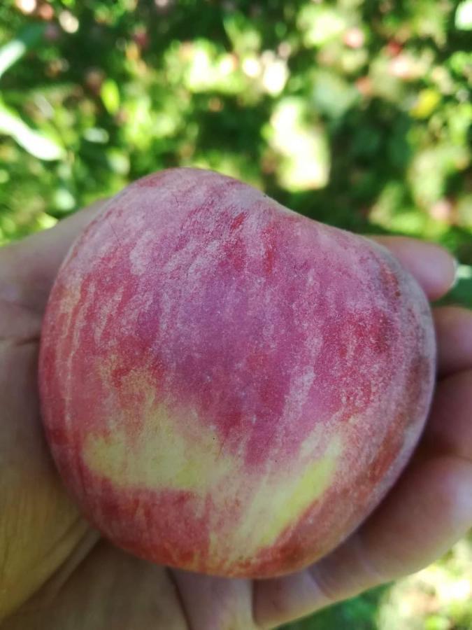 Ruralna Kuca Za Odmor Pozojova Hiza - Rural Holiday House Lapáthegy Kültér fotó